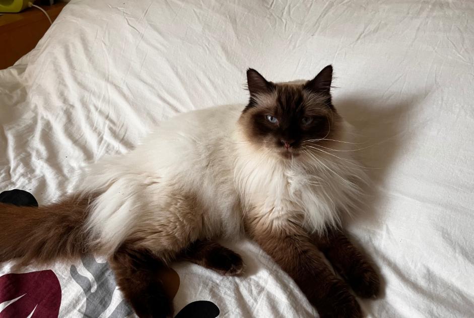 Alerte Disparition Chat  Mâle , 9 ans Trélazé France
