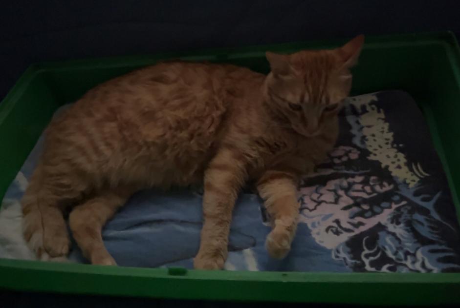 Alerte Disparition Chat Mâle , 5 ans Saint-Genis-les-Ollières France