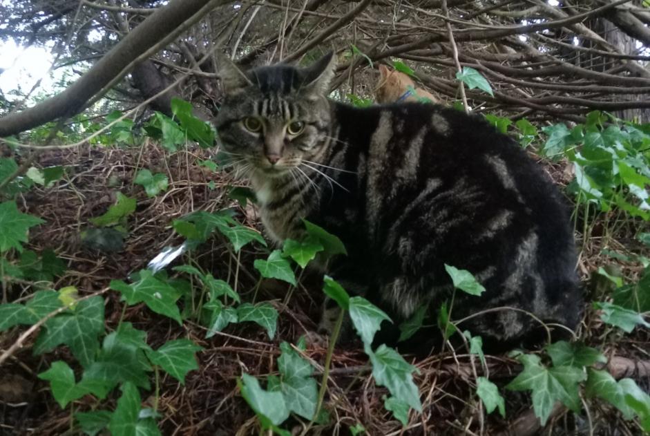 Ontdekkingsalarm Kat Onbekend Saint-Martin-d'Hères Frankrijk Ontdekkingsalarm Kat Onbekend Saint-Martin-d'Hères Frankrijk