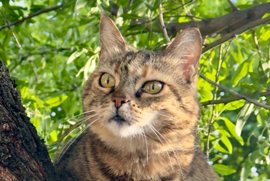 Alerta desaparecimento Gato  Fêmea , 11 anos Borée France