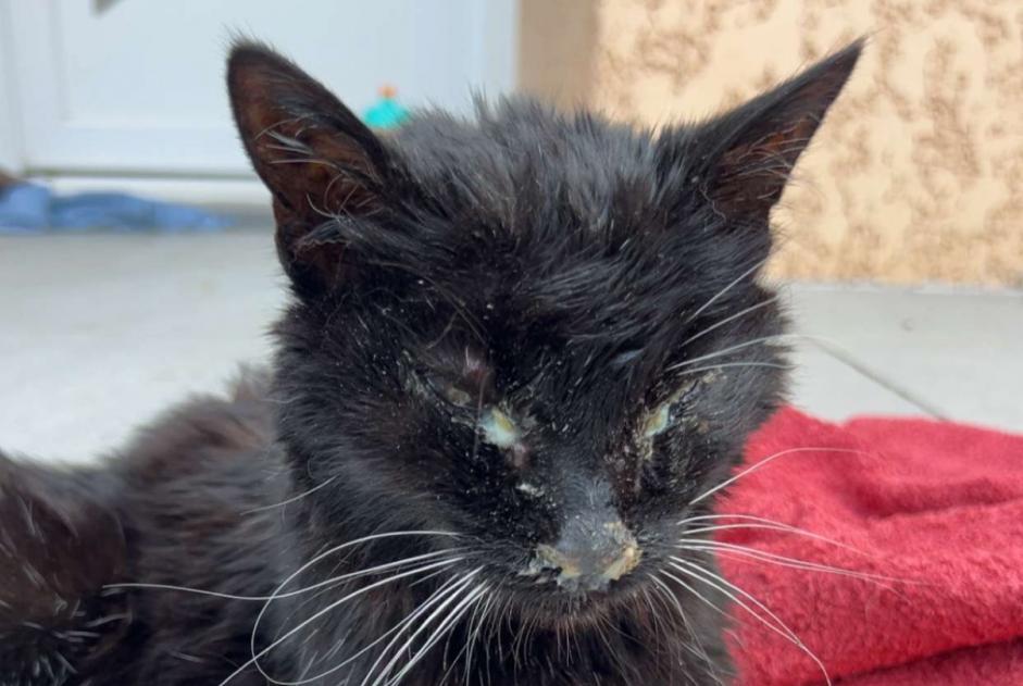Alerta descoberta Gato Desconhecido Villemoirieu France
