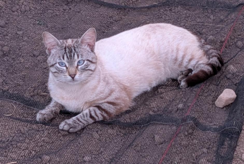 Alerta descoberta Gato Macho Le Val-d'Ajol France Alerta descoberta Gato Macho Le Val-d'Ajol France